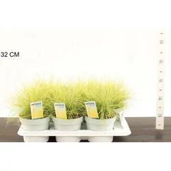 Deres csenkesz FESTUCA GLAUCA AMIGOLD 30CM CS17