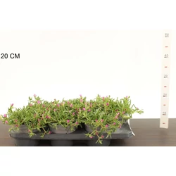 Kristályvirág   DELOSPERMA COOPERI CS13