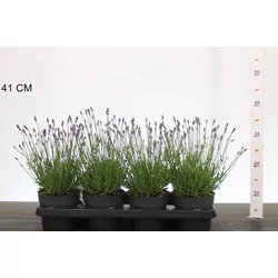 Levendula  LAVANDULA ANGUSTIFOLIA ESENCE PURPLE CS14