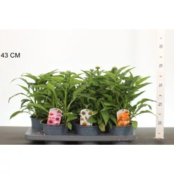Bíbor kasvirág ECHINACEA FAJTÁK CS15