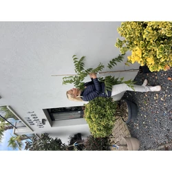 Pekándió  CARYA ILLINOIN DESIRABLE 110/130 K3