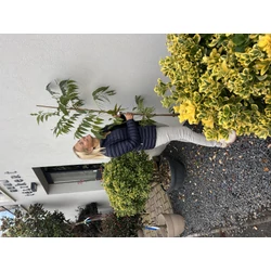 Pekándió  CARYA ILLINOIN PAWNEE 120/140 K3