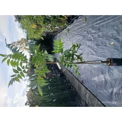 Pekándió  CARYA ILLINOIN WICHITA 80/100 K3