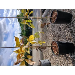 Hikoridió  CARYA OVATA 30/40 K3