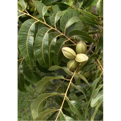 Pekándió  CARYA ILLINOIN MOHAWK 110/130 K3