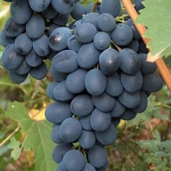 Csemegeszőlő  VITIS VINIFERA ALDEN (KÜLÖNLEGES CSEMEGE) K2