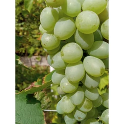 csemegeszőlő  VITIS VINIFERA BALIET (KÜLÖNLEGES CSEMEGE) K2
