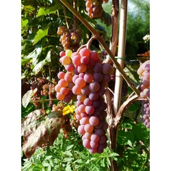 Csemegeszőlő  VITIS VINIFERA CANADICE (KÜLÖNLEGES CSEMEGE) K2