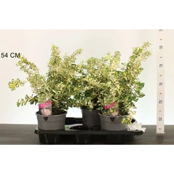 Repkény kecskerágó   EUONYMUS FORTUNEI BLONDY 25/30 K2,5