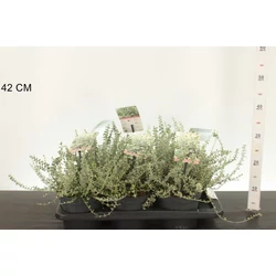 Repkény kecskerágó    EUONYMUS FORTUNEI SILVER CARPET 20/25 K2,5