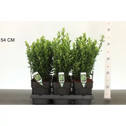 Japán kecskerágó  EUONYMUS JAPONICUS GREEN SPIRE 25/30 K2