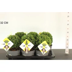 Csipkéslevelű magyal   ILEX CRENATA DARK GREEN 15/+ GÖMB K2