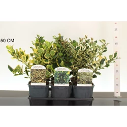 Nagylevelű magyal  ILEX FAJTÁK 25/35 K2