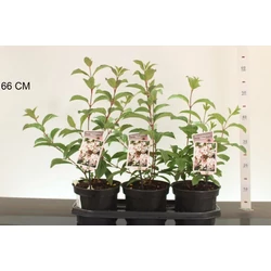 Kikeleti bangita  VIBURNUM BODNANTENSE DAWN 30/40 CS19
