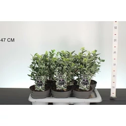 Japán kecskerágó   EUONYMUS JAPONICUS KATHY 25/30 K2
