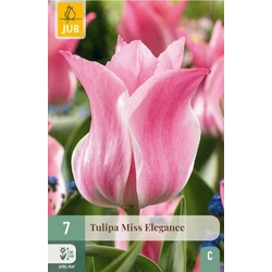 Tulipán VIRÁGHAGYMA TULIPS MISS ELEGANCE 7DB/CSOMAG JUB 301885