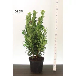 Oszlopos babérmeggy   PRUNUS LAUROCERASUS BONAPARTE 70/80 K7,5