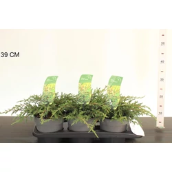 Közönséges boróka    JUNIPERUS COMMUNIS REPANDA 15/20 K2