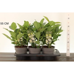 Törpe bangita   VIBURNUM DAVIDII 20/25 K2