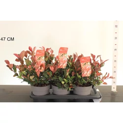 Örökzöld korallberkenye  PHOTINIA FRASERI LITTLE FENNA 25/30 K2