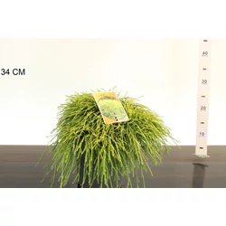 Aranyszínű szavára hamisciprus   CHAMAECYPARIS PISIFERA SUNGOLD 25/30 K3,5