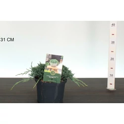 Kék kúszóboróka  JUNIPERUS HORIZONTALIS ICEE BLUE 15/20 K2,5