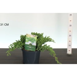 Japán törpeboróka   JUNIPERUS PROCUMBENS NANA 20/25 K2,5
