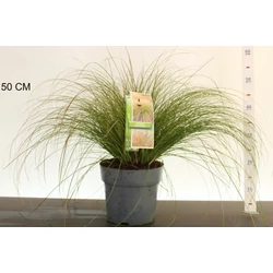 Narancsos sás  CAREX TESTACEA PRAIRIE FIRE 40/50 K6,5