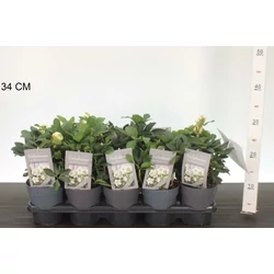 Fekete hunyor  HELLEBORUS NIGRA CHRISTMAS CAROL 20/25 CS12