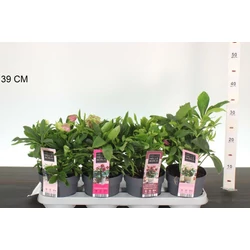 Keleti hunyor  HELLEBORUS ORIENTALIS 35CM CS14