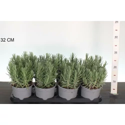 Levendula   LAVANDULA ANGUSTIFOLIA HIDCOTE K1,5