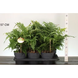  Erdei pajzsika  DRYOPTERIS ERYTHROSORA PROLIFITA 15/20 CS17