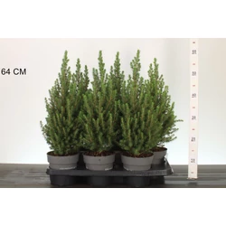 Cukorsüvegfenyő  PICEA GLAUCA PERFECTA 25/30 CS15
