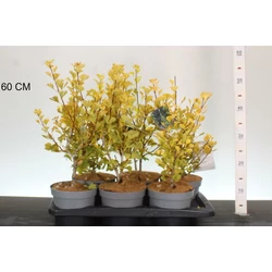 Oszlopos páfrányfenyő    GINKGO BILOBA MENHIR 30/40 K2