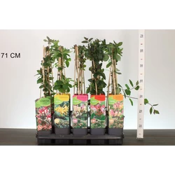 Kúszó lonc    LONICERA FAJTÁK 60CM K2