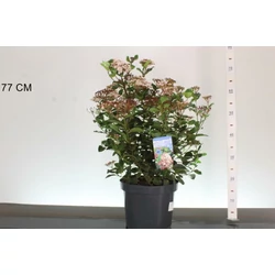 Téli bangita    VIBURNUM TINUS LISAROSE 40/50 K7,5