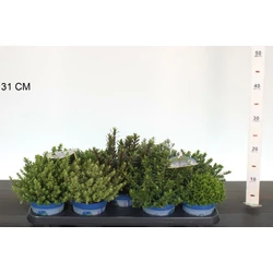 Veronika cserje      HEBE GREEN BOYS 10/15 CS12