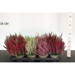 Csarab      CALLUNA VULGARIS GARDEN GIRLS 15/20 CS12