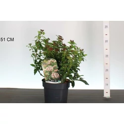 Téli bangita     VIBURNUM TINUS EVE PRICE 30/40 K3