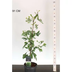 páfrányfenyő    GINKGO BILOBA 50/60 K3