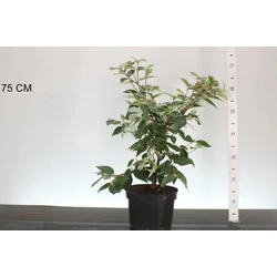 Törpe bangita    VIBURNUM ESKIMO 40/50 K5
