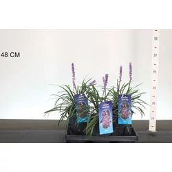 Gyöngyikés gyepliliom    LIRIOPE MUSCARI MONEYMAKER 15/20 K2