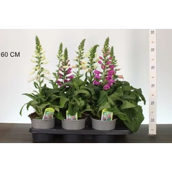 Gyűszűvirág  DIGITALIS PURPUREA FAJTÁK CS15