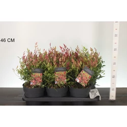 Japán szentfa    NANDINA DOMESTICA RED LIGHT 20/30 K2