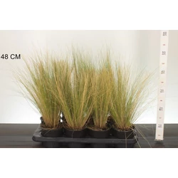 Árvalányhaj  STIPA TENUISSIMA PONY TAILS CS13