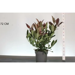 Törpe bangita     VIBURNUM ODORATISSIMUM COPERTOPP 40/60 K4,6