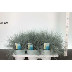 Fényperje   FESTUCA GLAUCA INTENS BLUE 20/+ CS17