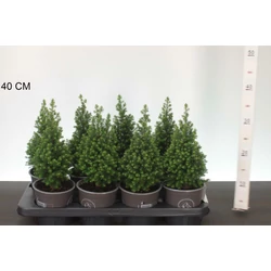 Mocsári álciprus    CHAMAECYPARIS THYOIDES SPITSBERGEN 25/30 CS13