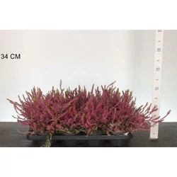 Csarab     CALLUNA VULGARIS GARDEN GIRLS BONITA 15/20 CS13
