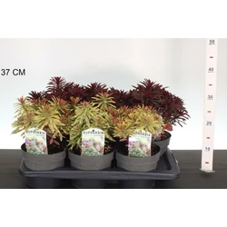 Kutyatej   EUPHORBIA AMYGDALOIDES FAJTÁK CS17